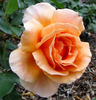 Rose Lg Web Image